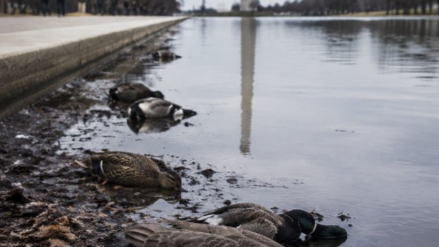 Environmental Concerns Rise as Dead Waterfowl Found at Iconic Site